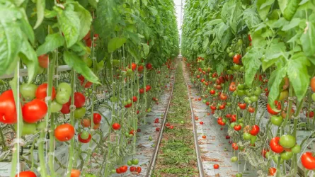 Еліміздегі ең үлкен жылыжай 1 млн доллар шығынға ұшырауы мүмкін