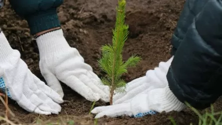 2027 жылдың соңына дейін 1 млрд-тан астам көшет отырғызылуы керек – Олжас Бектенов 