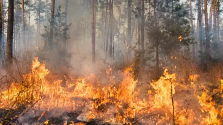 Жаңа технологияның нәтижесінде орман өрті 75 пайызға азайды 