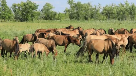 На западе Казахстана создадут институт коневодства