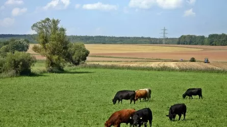 Бродячему скоту в Костанайской области найдут хозяина 