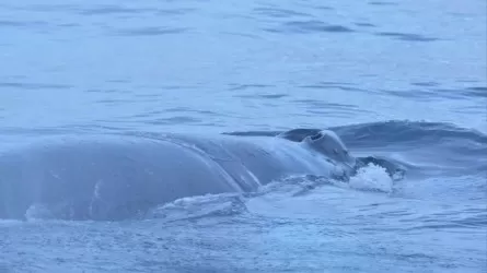 В Мурманской области спасли кита, запутавшегося в сетях