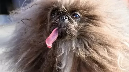 Самую уродливую собаку 2024 года выбрали в Калифорнии   