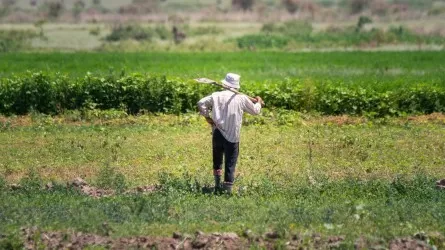 От засухи – к ливням: выдержат ли фермеры Павлодарской области нынешний сезон?
