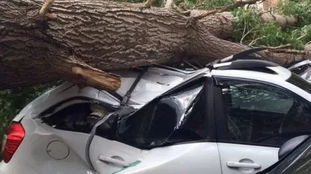 Кого в Алматы наказали за падающие на автомобили деревья?
