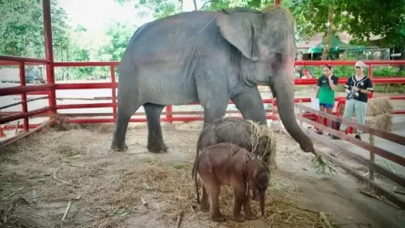 В Таиланде родились редкие слоны-близнецы