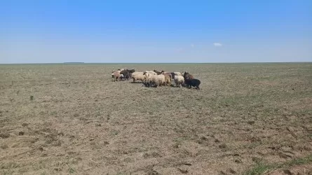 Овцы больше недели не давали покоя полицейским в Акмолинской области