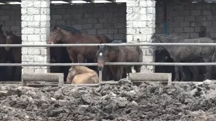 Маңғыстаудың Мұнайлы ауданының тұрғындары сасық иістен құтыла алмай отыр