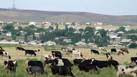 Жастарды ауылға апарудың тиімді жолы табылды