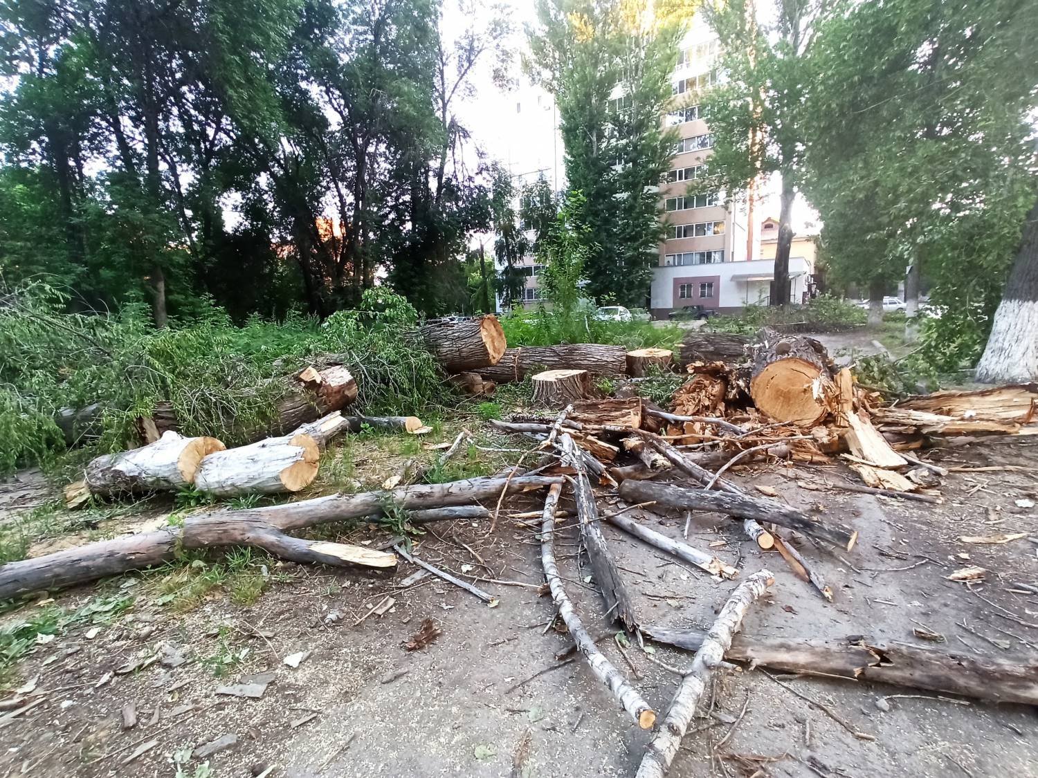 В Семее незаконно спилили деревья ради парковки